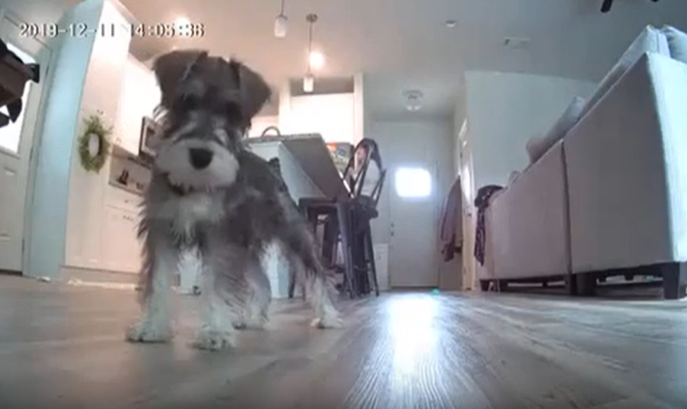 Curious Puppy Caught on HeimVision Camera